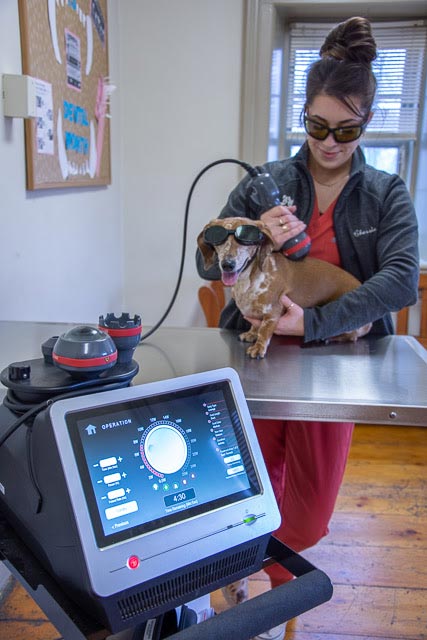 A woman giving a dog Laser Therapy