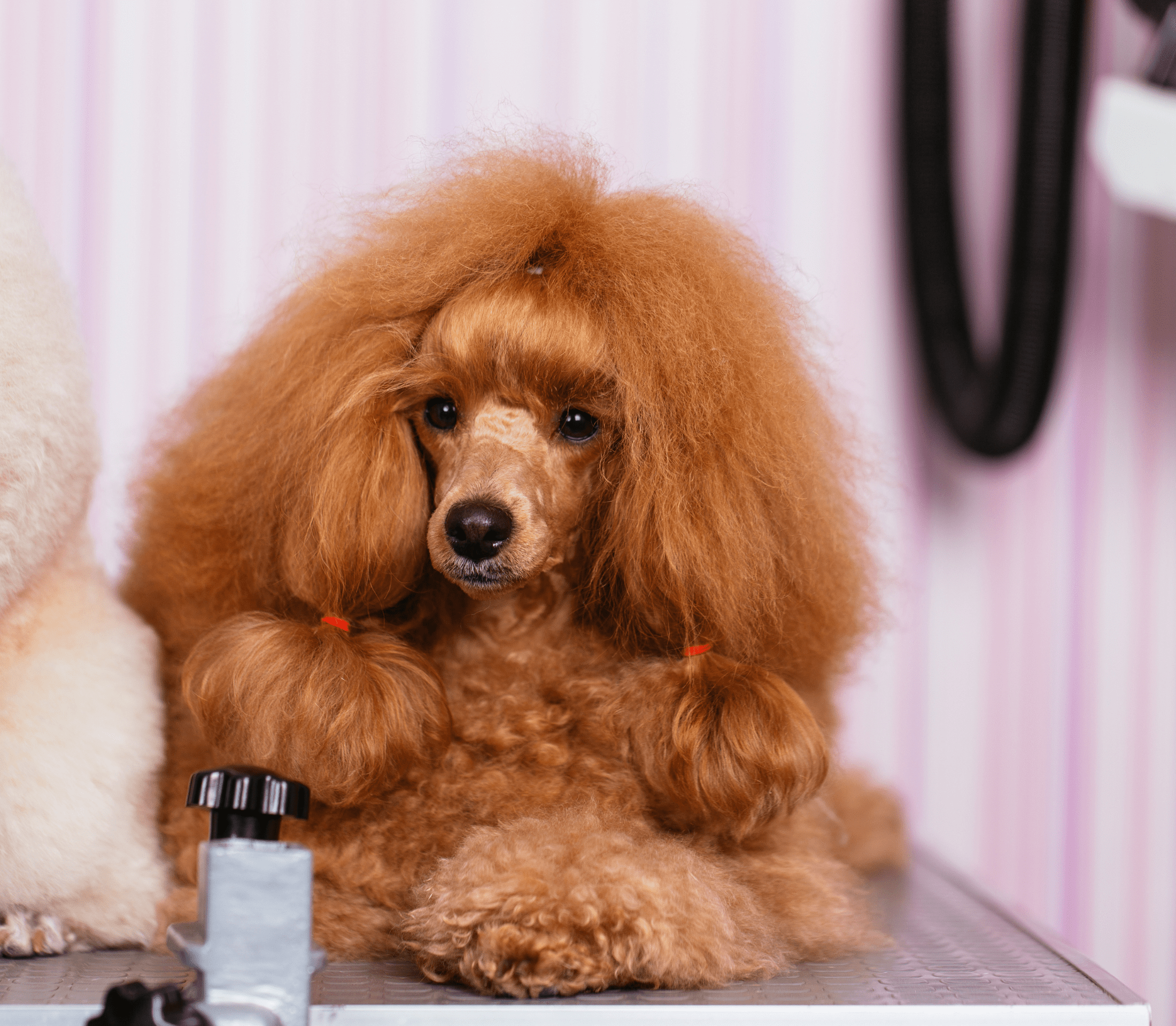 Brown hairy poodle