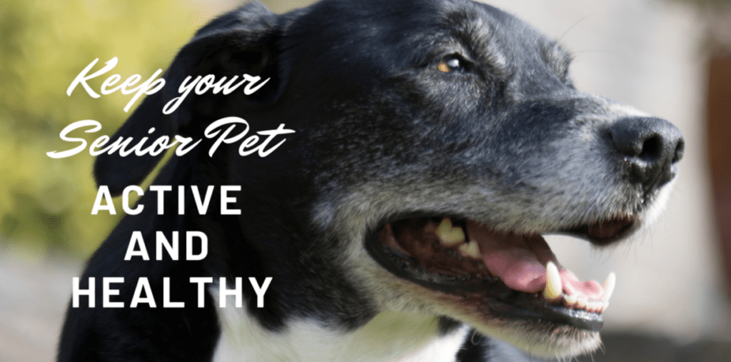 Keep your senior pet active and healthy