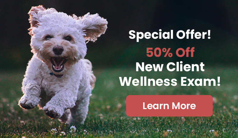 Special Offer! 50% Off New Client Wellness Exam