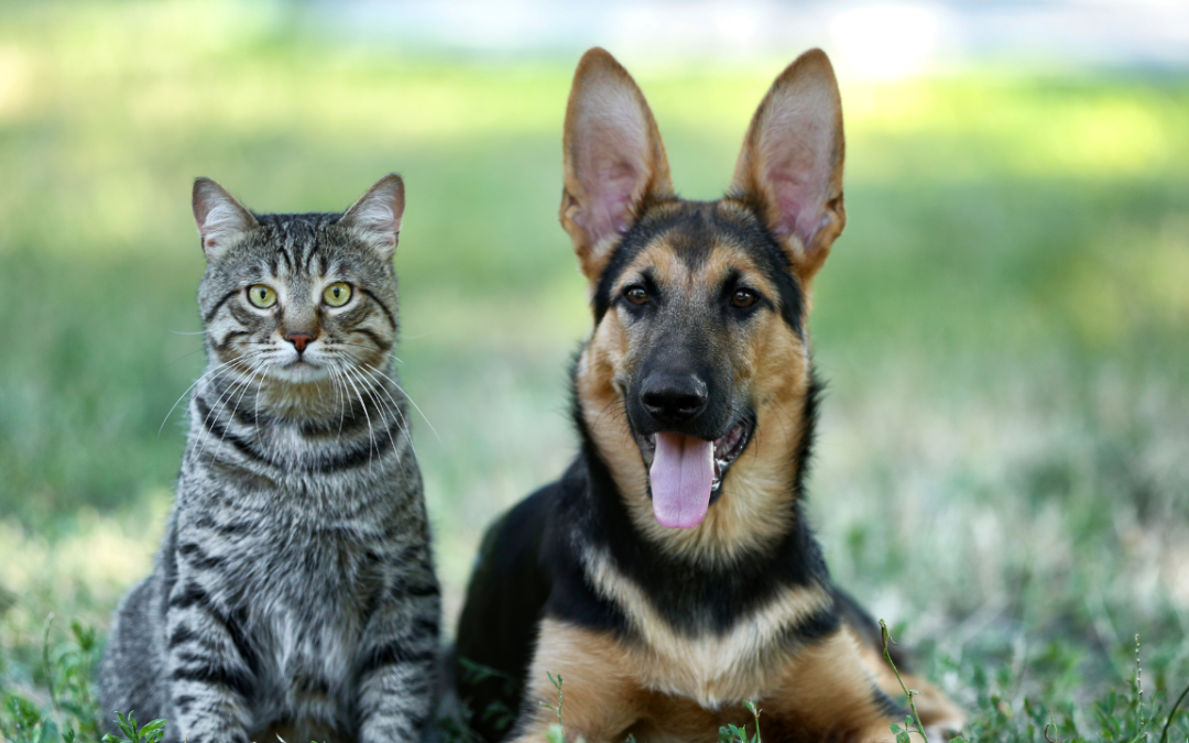 Essential Pet Vaccinations in Newburgh, NY