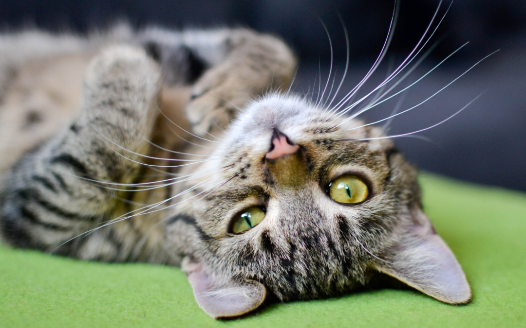 How Laser Therapy Treats Pet Arthritis