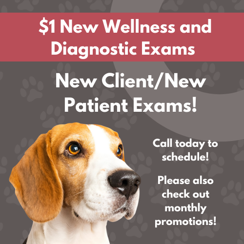 Advertisement featuring a beagle dog with promotional text for wellness and diagnostic exams.