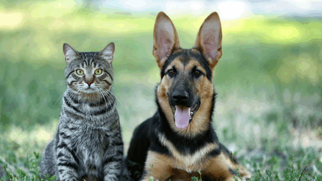 A tabby cat and a German Shepherd sitting together on grass.