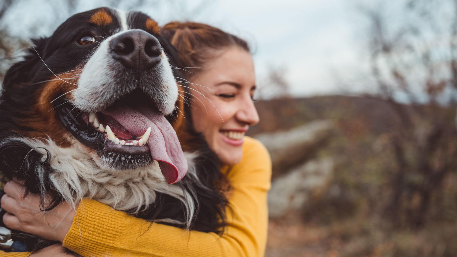 Woman smiling as she hugs a joyful Bernese Mountain Dog.