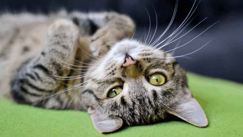 Tabby cat lying on its back, gazing upward with big green eyes.