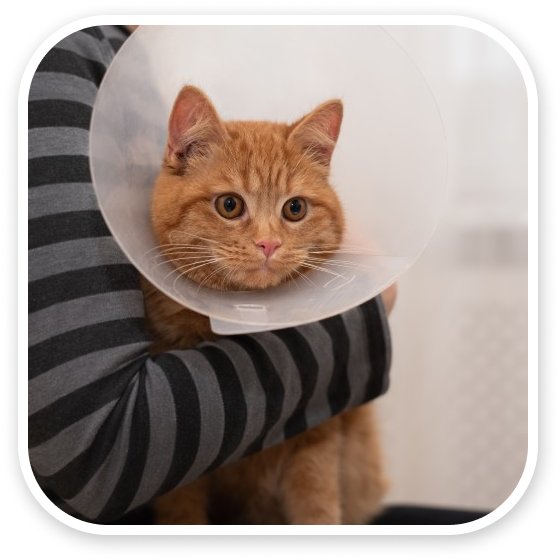 Orange tabby cat in a cone held by a person in a striped shirt.