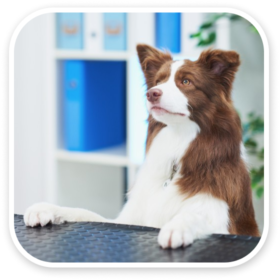 Brown and white dog sitting attentively at a table.