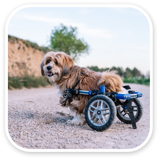 Small dog with fluffy coat using a mobility cart on a gravel path.