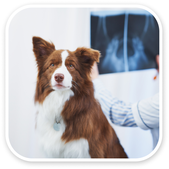 Brown and white dog with a veterinarian examining an X-ray in the background.
