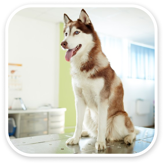 A Siberian Husky sitting in a vet's clinic with its tongue out.