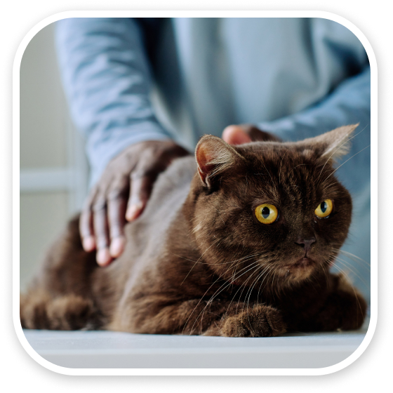 Person petting a brown cat with striking yellow eyes.