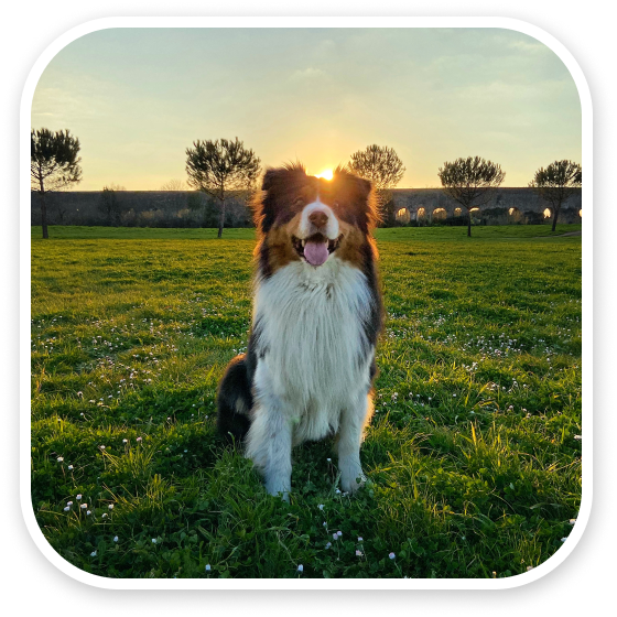 Australian Shepherd dog sitting on a field at sunset.