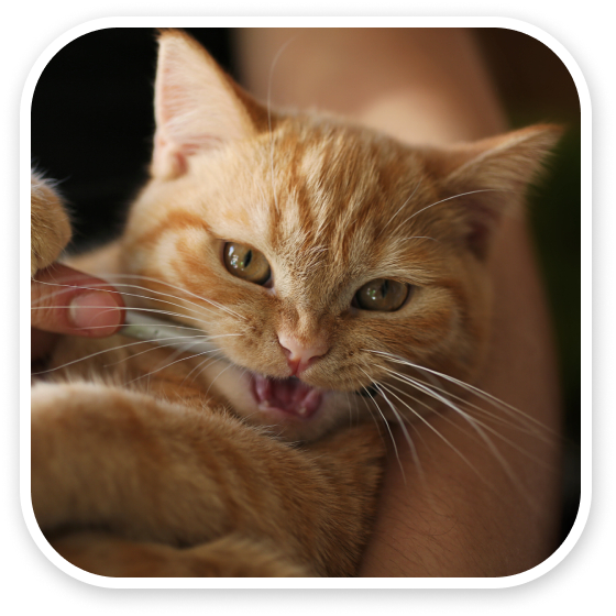 Orange tabby kitten being held, looking relaxed and slightly yawning.