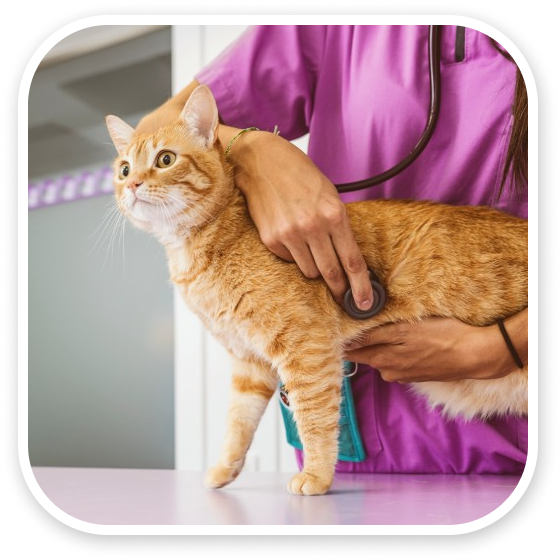 A veterinarian examining a ginger cat being held on a clinic table.