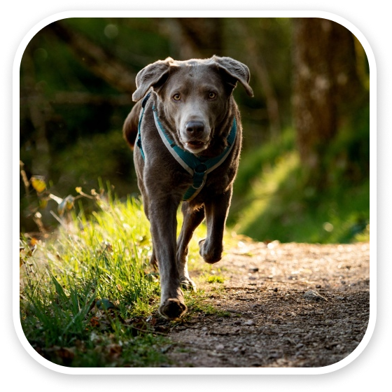 Gray dog with a blue collar running on a forest path.