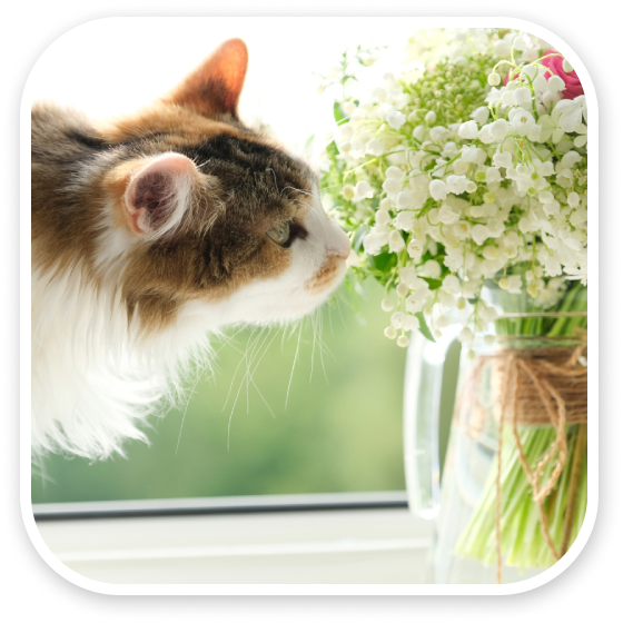 A cat sniffing a bouquet of white hydrangeas by a sunny window.