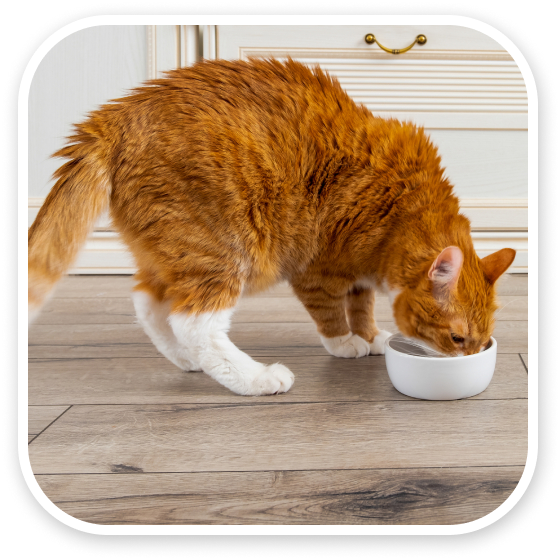 An orange and white cat eating from a bowl on a wooden floor.