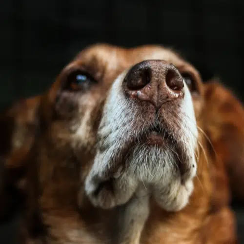Close-up of an elderly brown dog looking upwards.