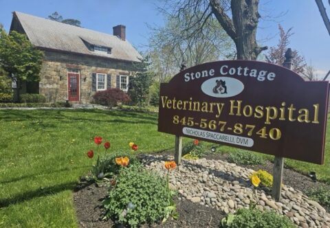 Sign for "Stone Cottage Veterinary Hospital" in front of a quaint stone building surrounded by a garden with tulips.