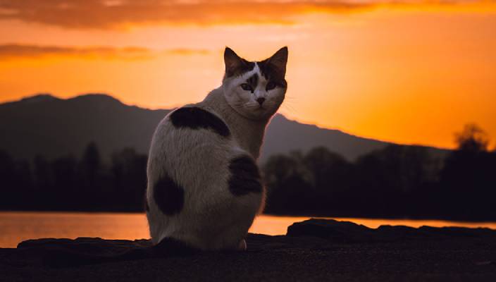 A cat sitting with a vivid sunset and silhouette of mountains in the background.