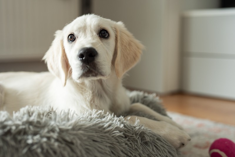 A young white Labrador puppy lying on a fuzzy gray blanket.