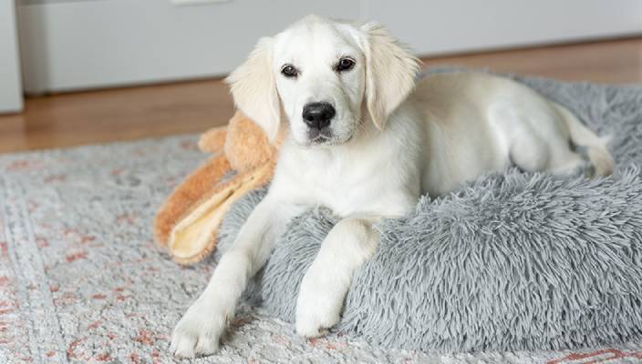 A white puppy reclining on a gray fluffy pillow with a plush toy beside it.