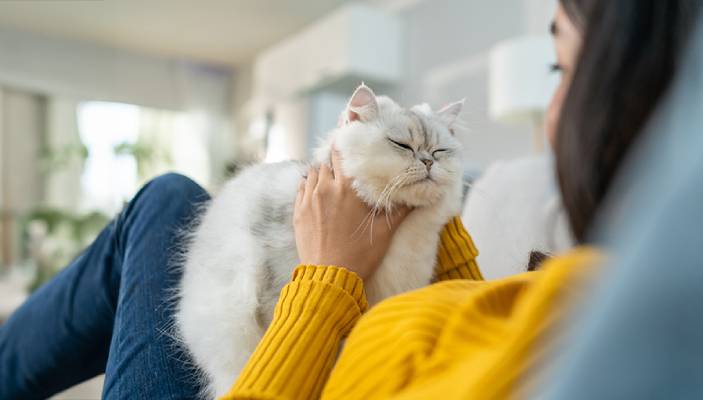 Woman in a yellow sweater petting a white cat on her lap.