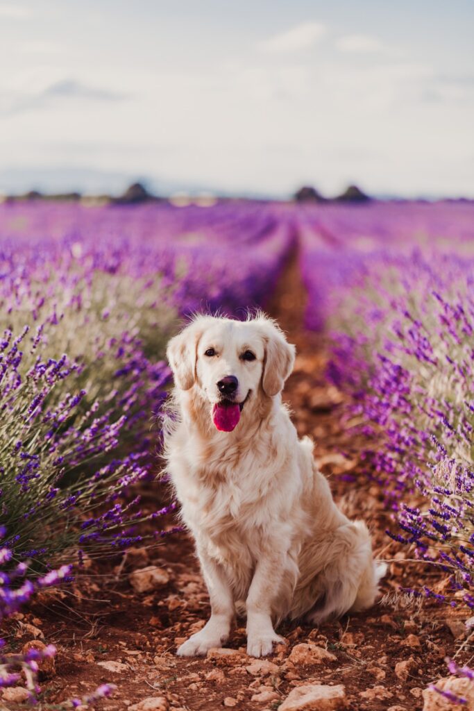 Golden retriever sitting in a vibrant lavender field.
