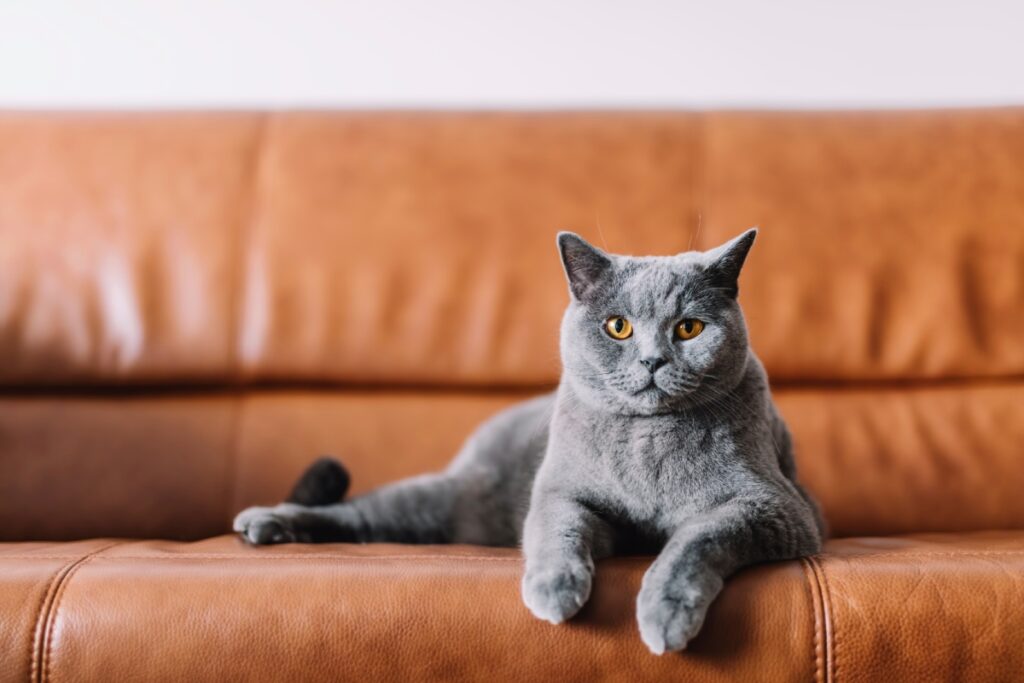 Gray cat with golden eyes lounging on a brown leather sofa.