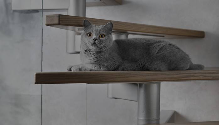 Gray cat resting on a wooden shelf, looking at the camera.