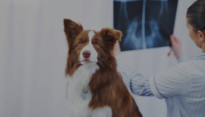 A brown and white dog sitting in a vet's office, looking at the camera as a vet examines an X-ray.