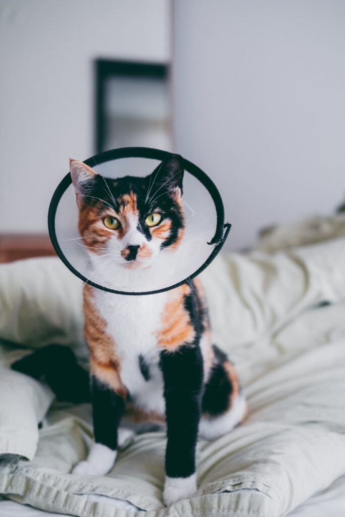 Calico cat wearing a cone collar, sitting on a bed.