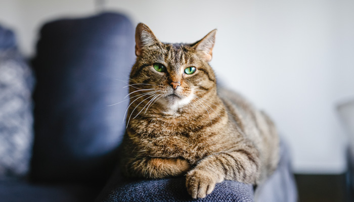 Tabby cat with green eyes sitting on a blue couch.