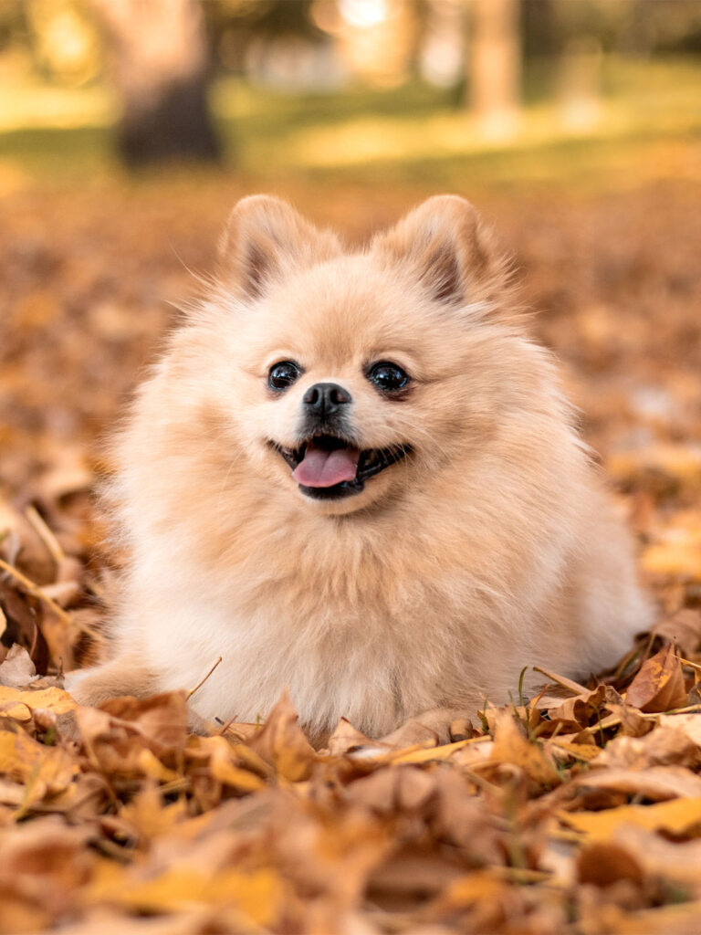 A fluffy Pomeranian dog sitting on autumn leaves, tongue out and looking happy.