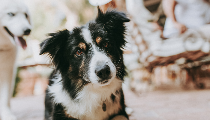 Close-up of a black and white Border Collie with another dog in the background.