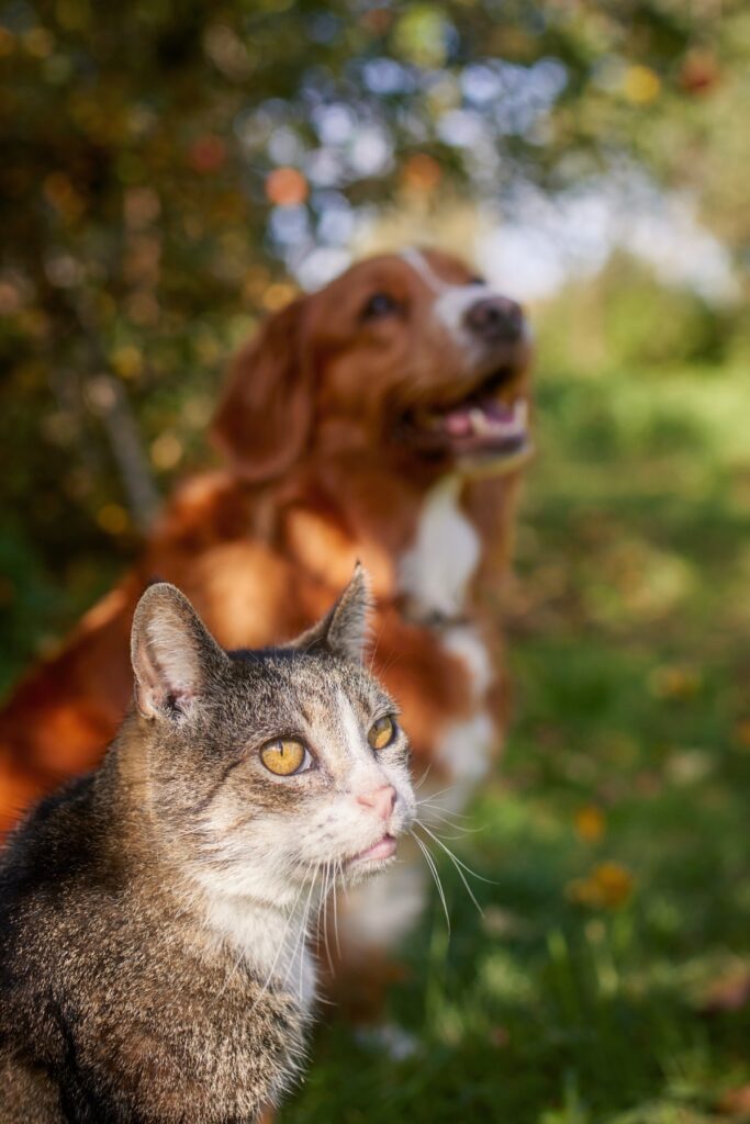 Tabby cat in focus with a blurry orange and white dog in the background.