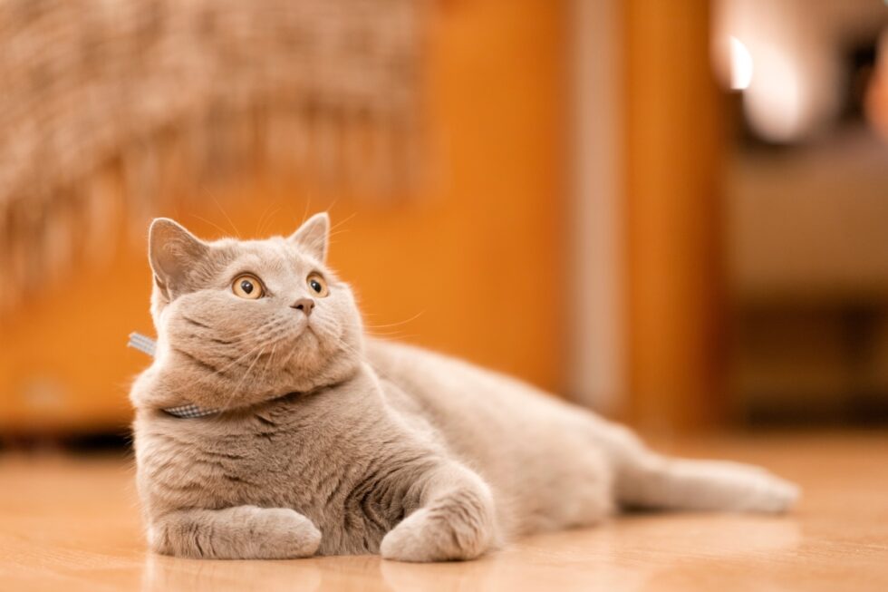 A gray cat with wide eyes lying on a wooden floor, looking upwards.