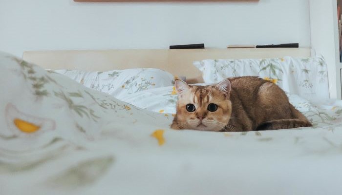 Cat crouching on a floral bedspread, looking directly at the camera.