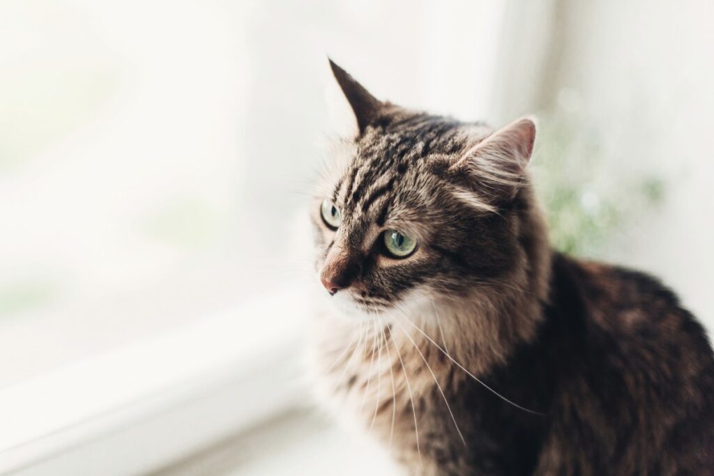 Tabby cat with green eyes gazes out a window.
