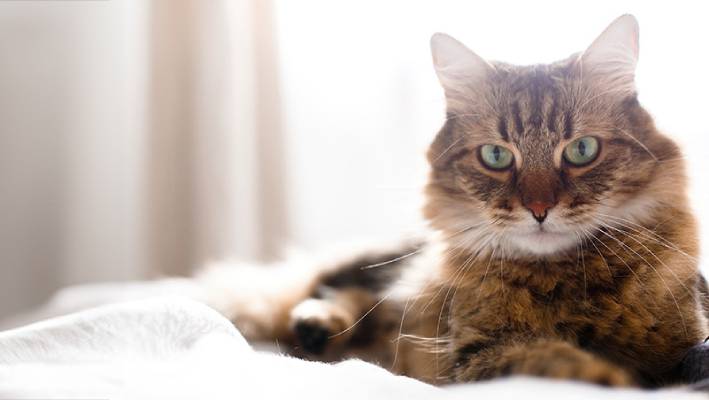 Tabby cat with green eyes lying on a white blanket.