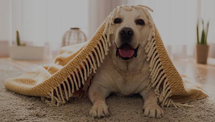 Happy dog under a yellow striped blanket on a carpet.