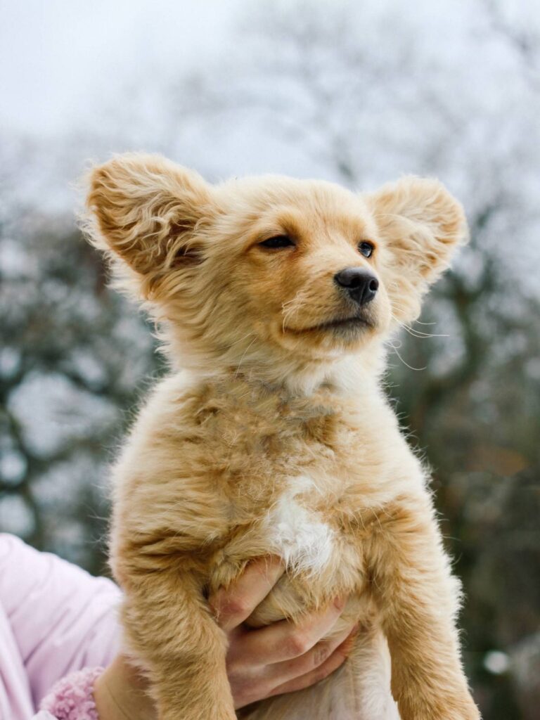 Golden dog with fluffy ears held by a person, eyes closed and serene expression.