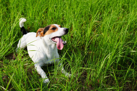 A happy Jack Russell Terrier lying in tall green grass.