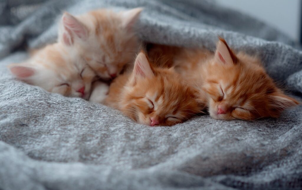 Three ginger kittens sleeping peacefully on a grey blanket.