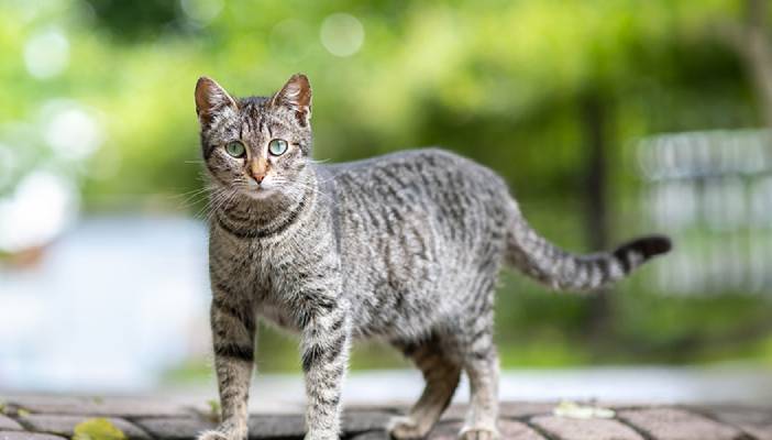 A grey striped cat standing on a cobblestone surface, looking directly at the camera.