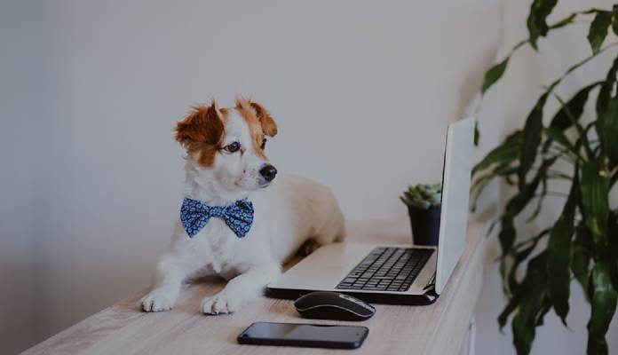 Dog wearing a bow tie sitting at a desk with a laptop and smartphone.