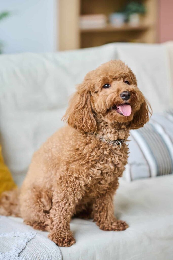 A brown poodle sitting on a sofa with its tongue out.