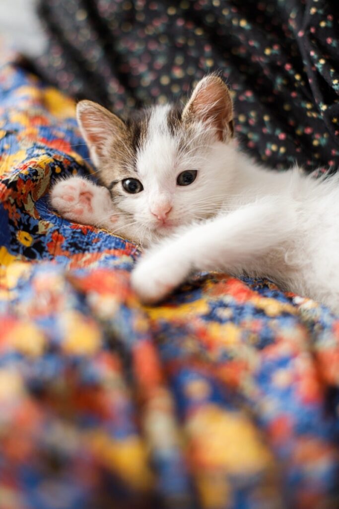 White and brown kitten lying on a colorful floral blanket.
