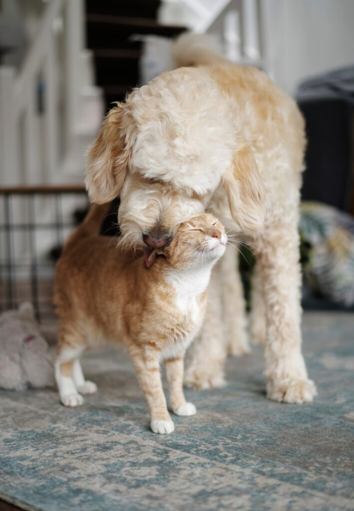 A dog gently touching noses with a cat on a patterned rug.